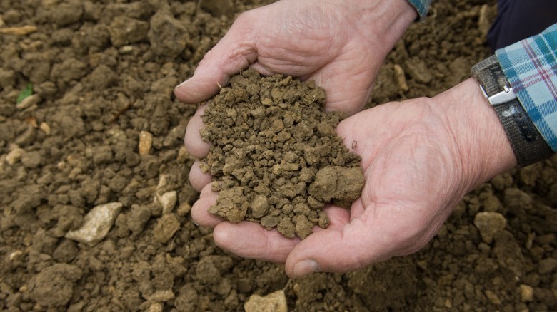 Hands gathering soil for testing 
