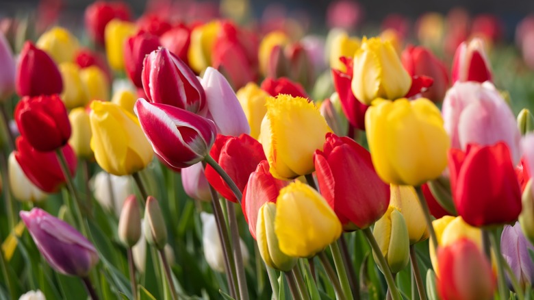 Red, yellow, and purple tulips
