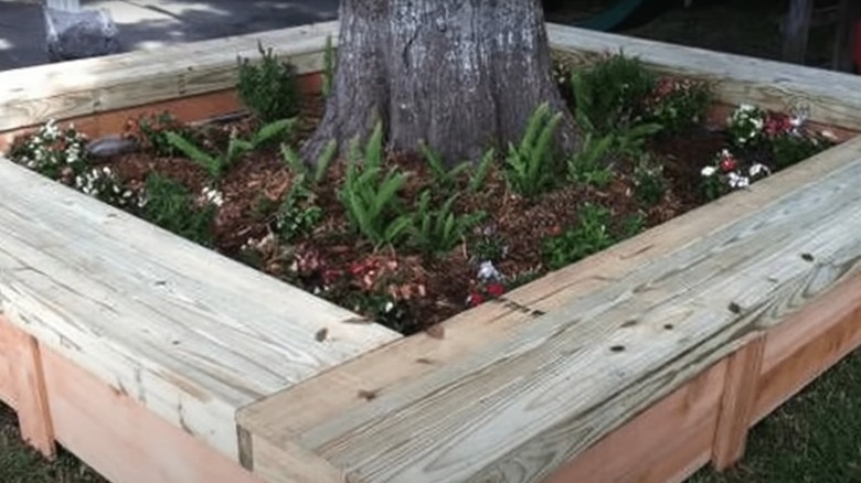 raised garden bed under tree