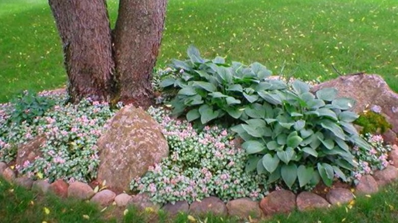 ground cover and rocks under trees