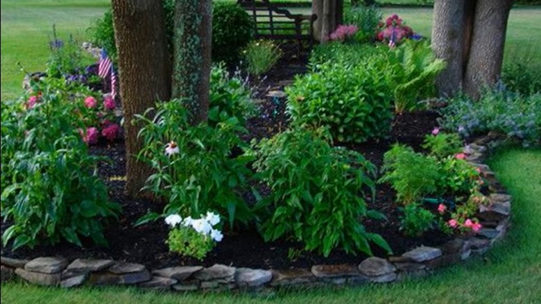 various plants in mulch surrounding trees