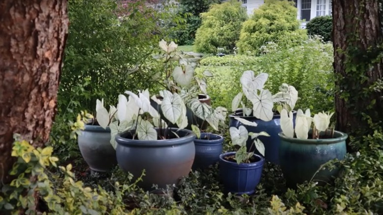 potted plants between trees