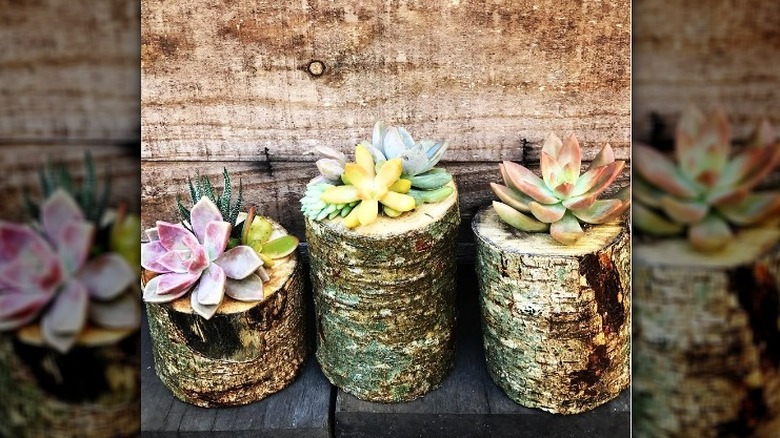 Branch planters with succulents