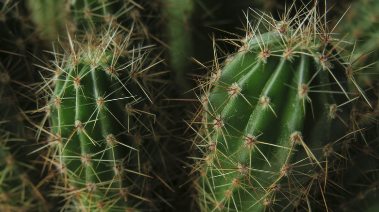 Thorny spiky cacti