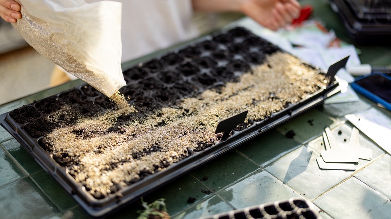 covering seeds with vermiculite