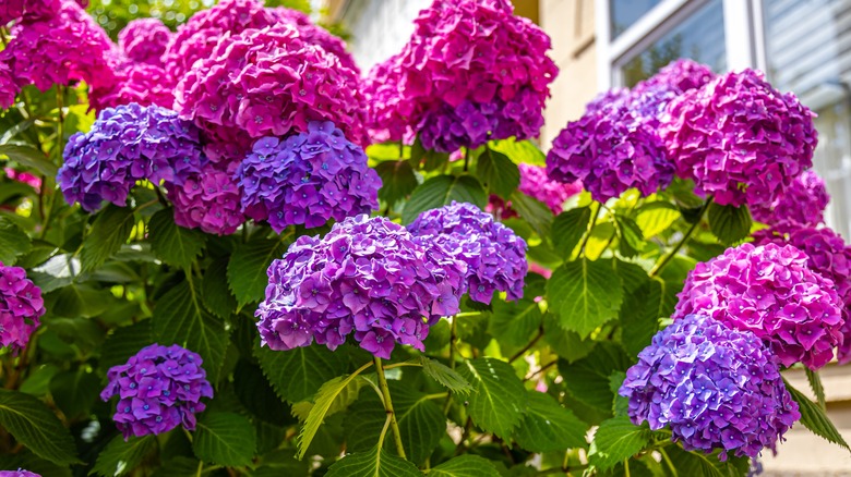 Colorful hydrangea blossoms in pink and purple