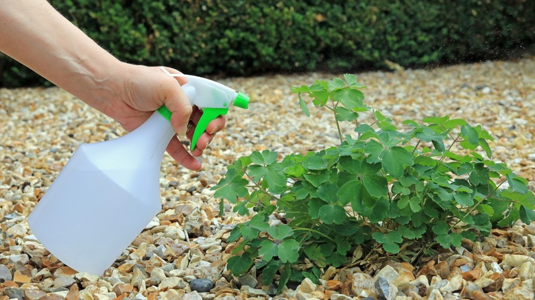Woman spraying weed growing in gravel drive