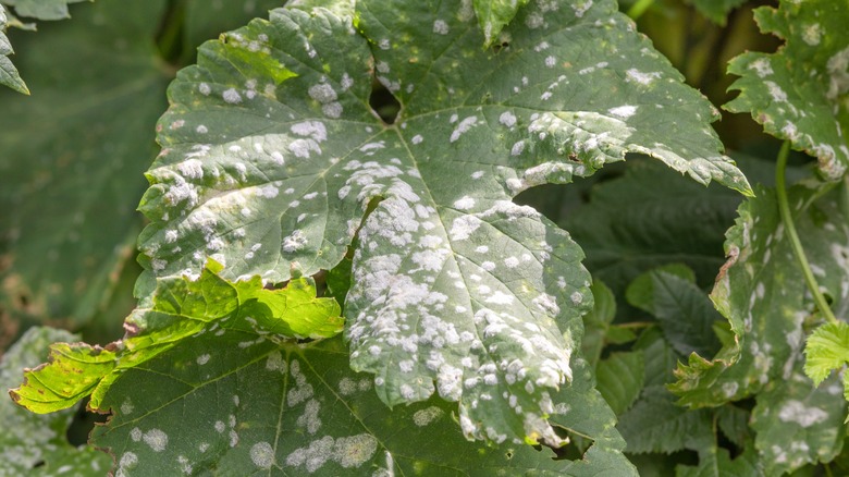 Pumpkin leaf covered in powdery mildew