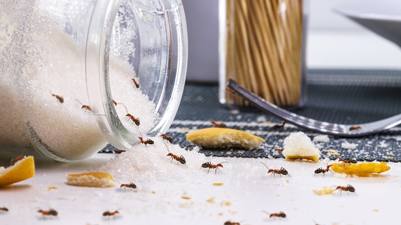 Ants feeding on sugar on countertop