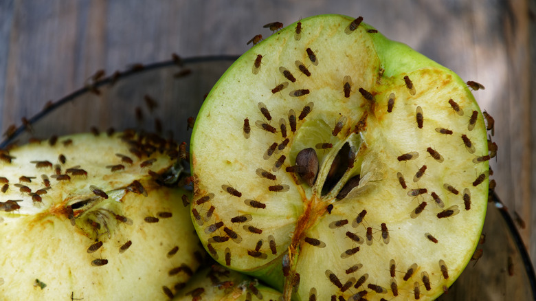 Fruit flies on apple halves