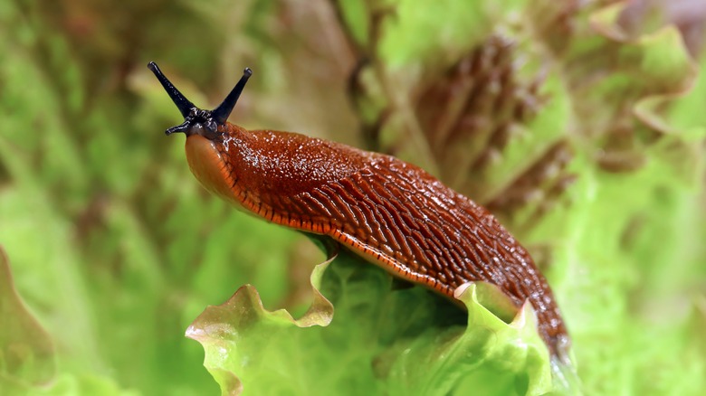 Slug on curly lettuce plant