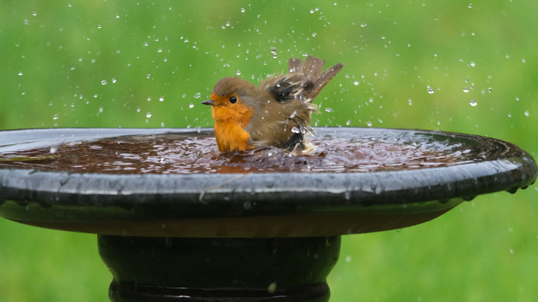 Bird cleaning itself in fountain