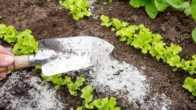 person placing ashes in garden