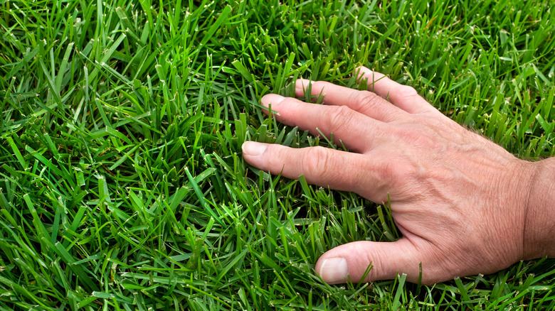 Person touching grass
