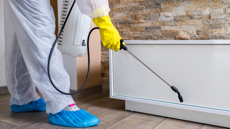 spraying pesticide under white cabinet