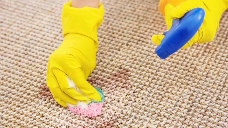 person cleaning carpet with sponge
