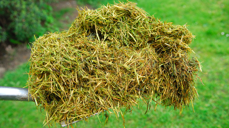 spade with decaying grass clippings