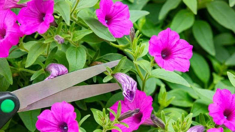 trimming purple petunias