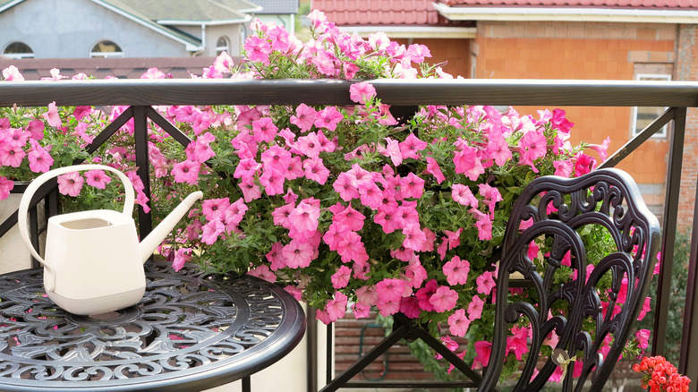 petunias next to watering can