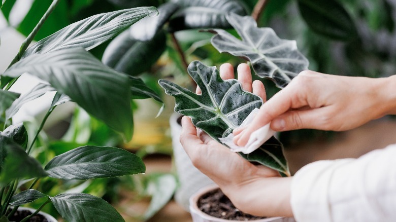 lady wiping plant with cloth