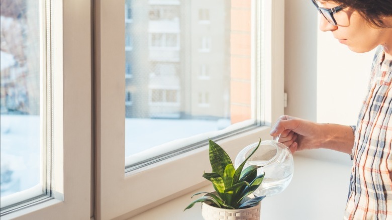 person watering indoor plant during winter
