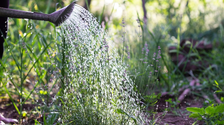 person watering lavender