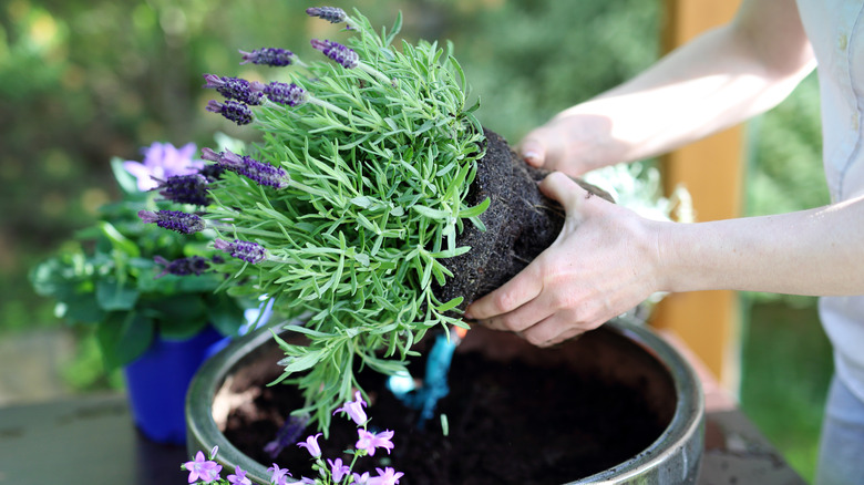 person transplanting lavender