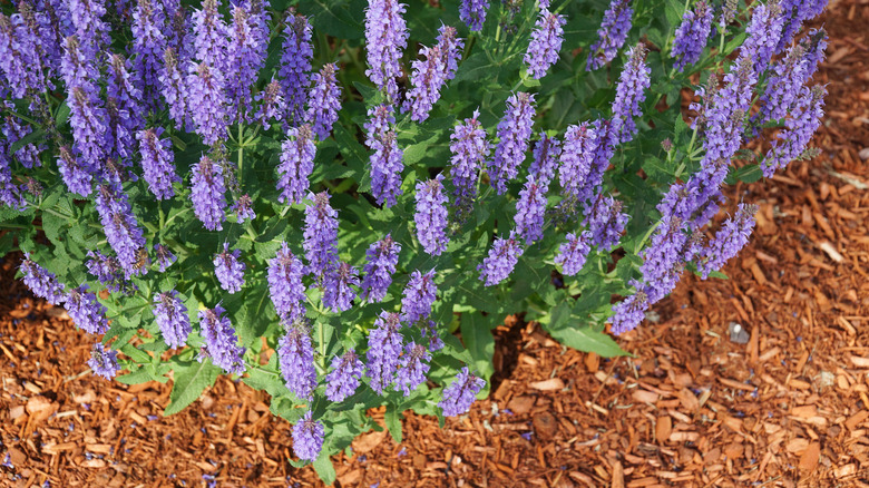 lavender with organic mulch