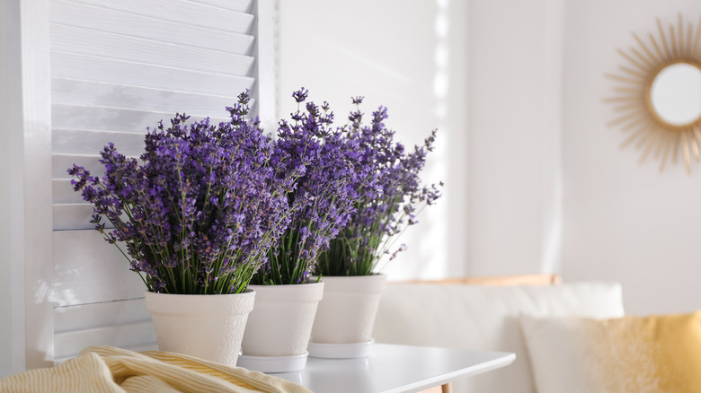 potted lavender in living room 