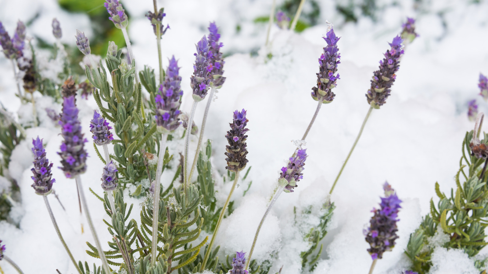 how-to-winterize-lavender-to-protect-against-harsh-winter-weather