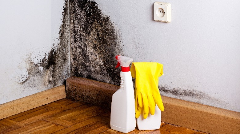 corner of room with molds, gloves, and spray