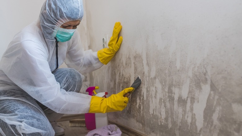 Professional cleaner removing molds