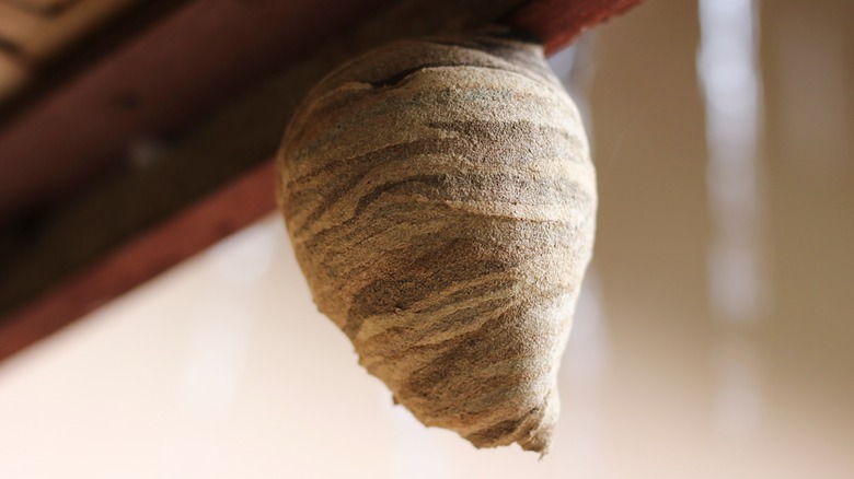 Bee nest by roof