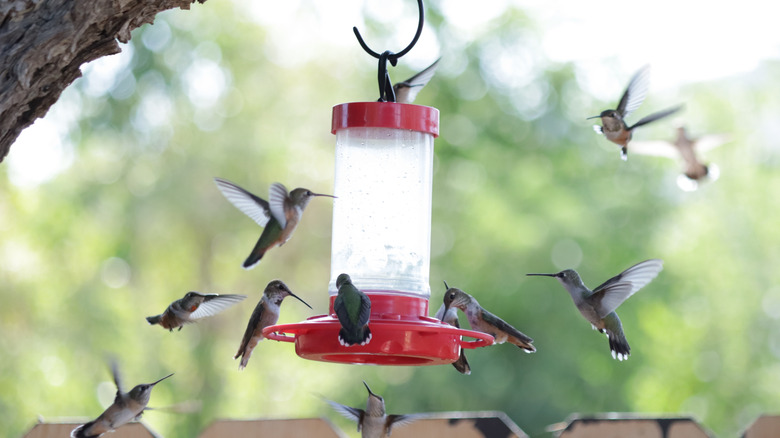 A flock of hummingbirds going to feed at a feeder