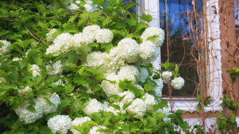 snowball viburnum shrub against window