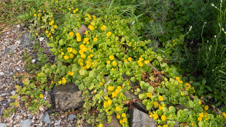 creeping jenny in the yard