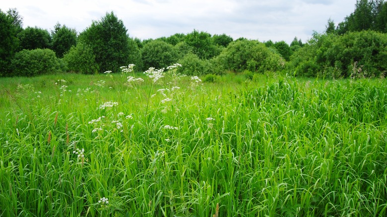 Overgrown field near a forest