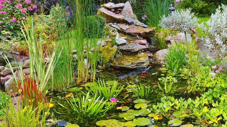 Pond with plants and rocks