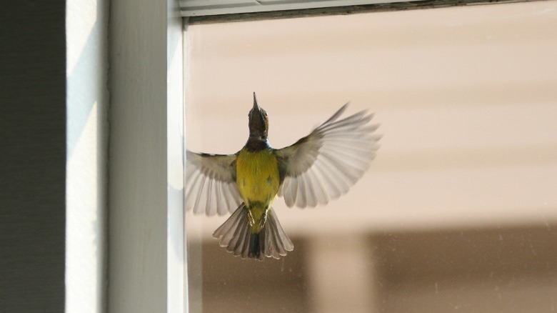 Bird flying outside window 