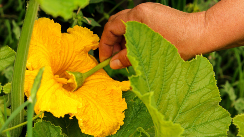 Gardener hand pollinates a flower