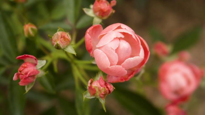 Knock out rose about to bloom