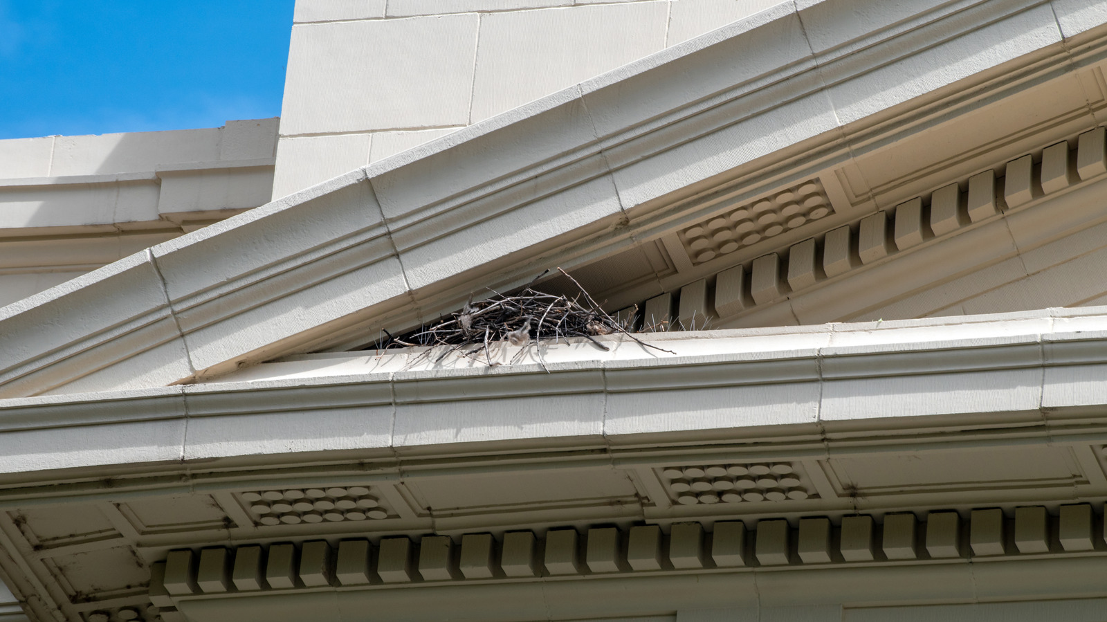 How You Can Stop Birds From Nesting In The Eaves Of Your Home 