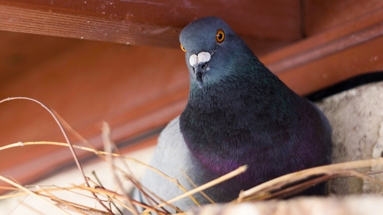 Pigeon on nest under eaves