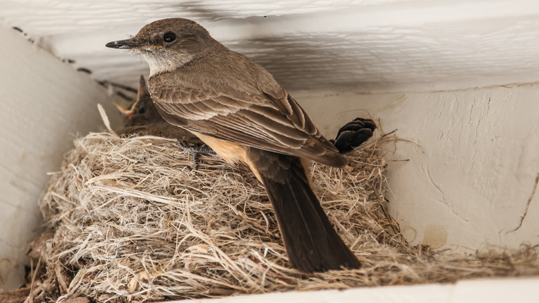 A bird and nest under eaves