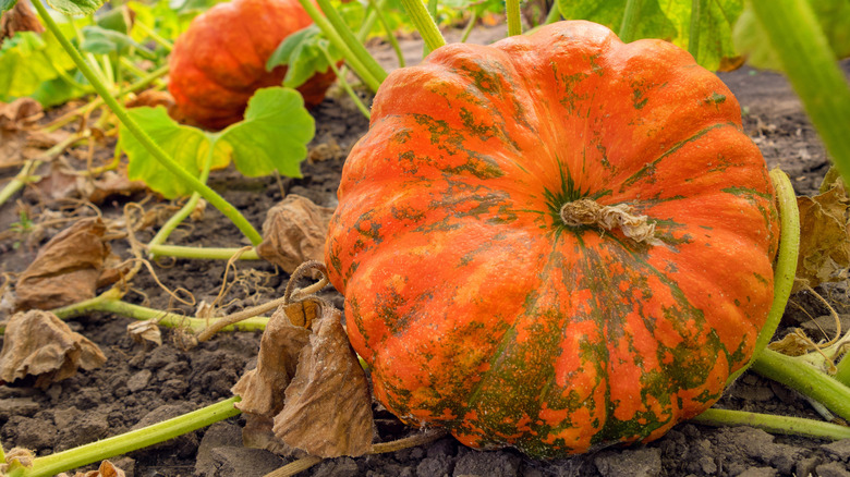 Pumpkin plant