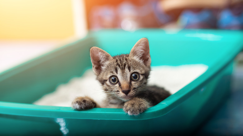 kitty in a litter box
