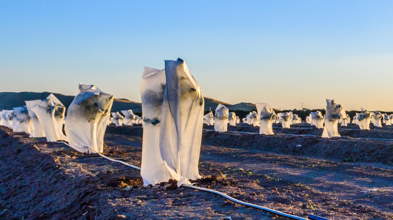 plants covered with cloth