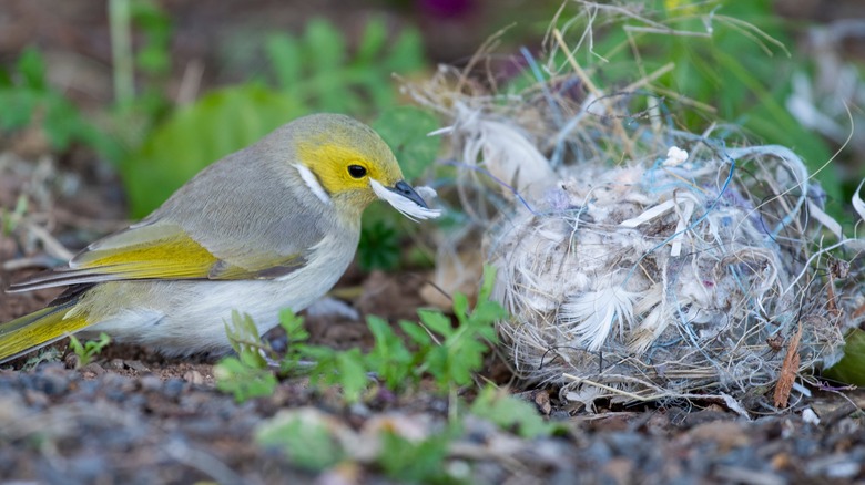 bird adding feather to nest