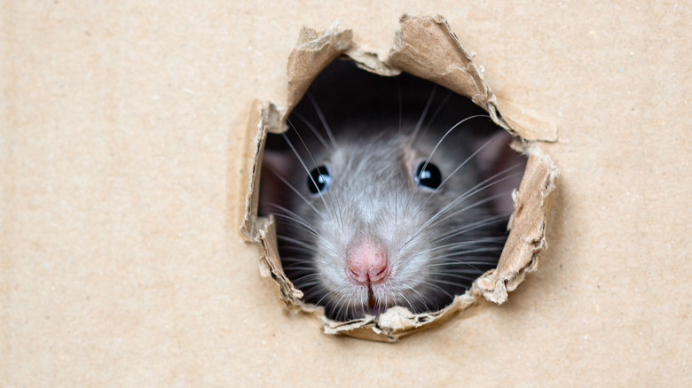 Rat peering through hole