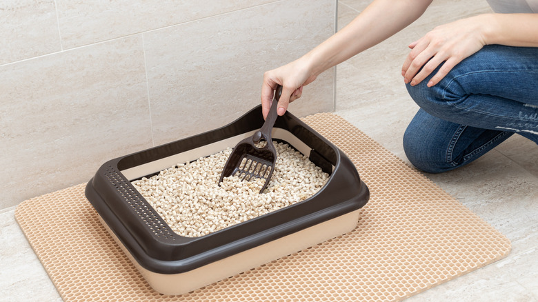 How to get rid of mice –12 easy ways using cat litter, humane